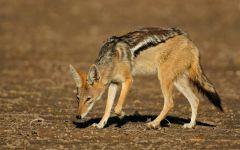 black backed jackal 202x84